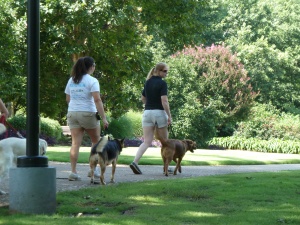 These dogs are walking calmly with their relaxed handlers. 